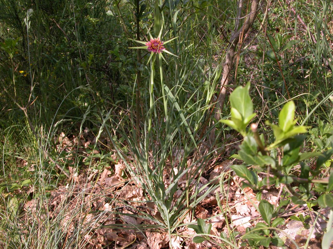 Salsify plant